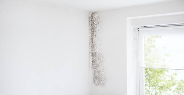 Mold Odor Removal Services in Walters, OK