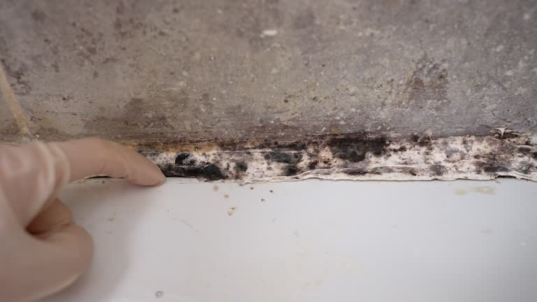 Biohazard Mold Removal in Walters, OK